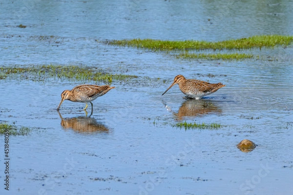 Fototapeta Common Snipe searching for food