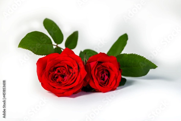 Fototapeta Closeup of beautiful blossom red rose   in full bloom with green leaves and its branch twig isolated in white background. Flower of love, romantic and valentine celebration concept.