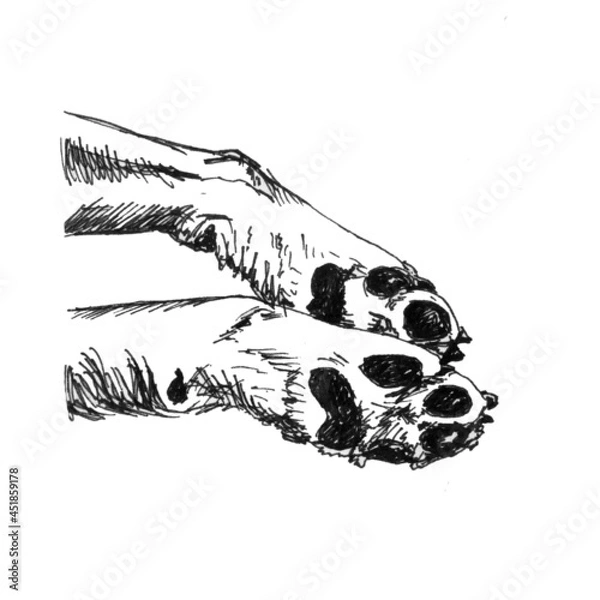 Fototapeta Dog paws, sketch on a white background, simple lines