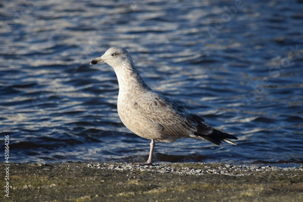 Obraz seagull on the shore