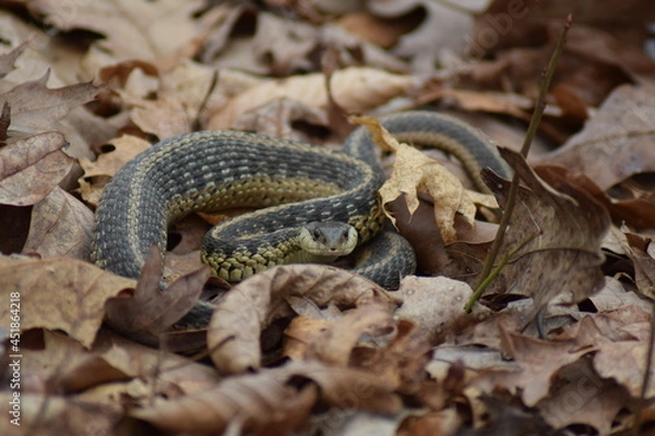 Fototapeta Snake in the leaves