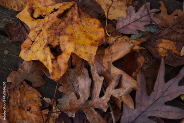 Obraz fallen autumn leaves