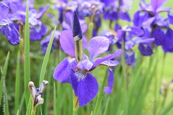 Obraz iris flowers in spring