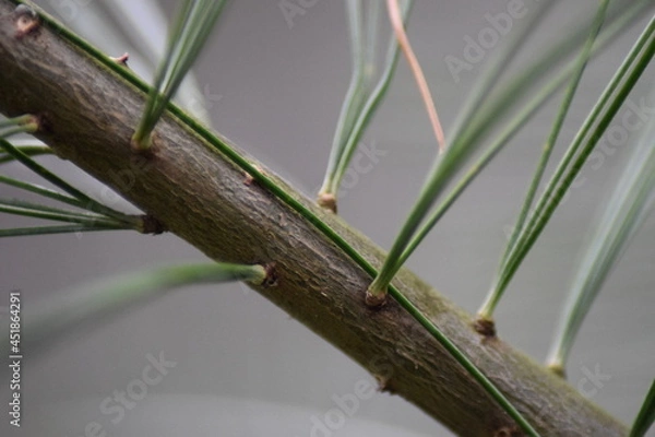 Fototapeta Close up pine needle 