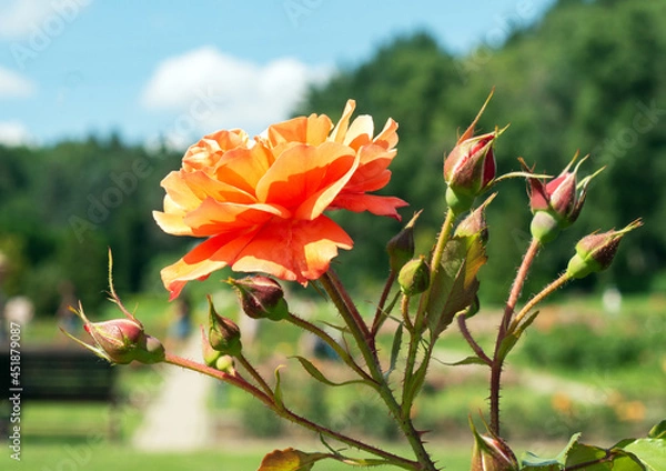 Obraz Orange roses with unopened buds in a flower bed against the blue sky.