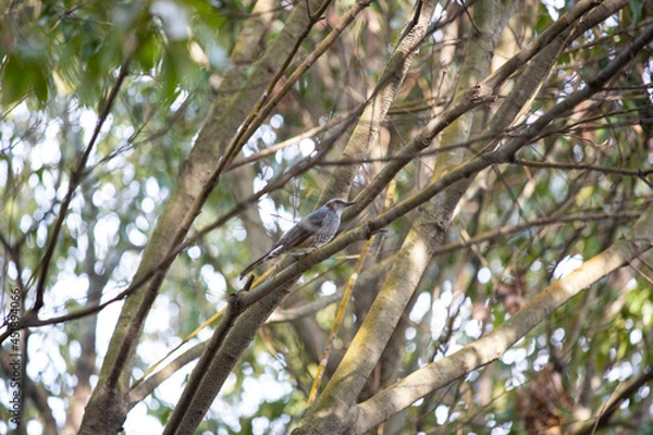 Obraz EOS6D、広島県宮島、これもモズにしておこう。