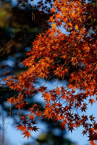 Fototapeta 紅葉