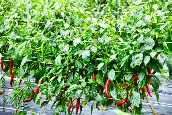 Fototapeta 한국 시골 농사 고추밭 