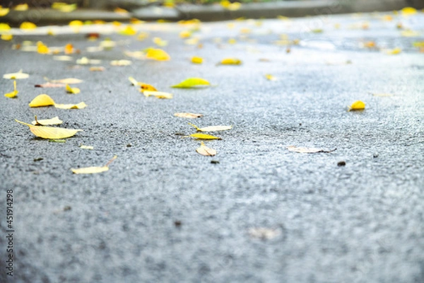 Fototapeta 싱그러운 싱그러움 상쾌한 상쾌함 여름 비온뒤 비오는날 촉촉함 아스팔트 거리