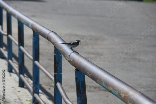 Obraz Птица на перилах
