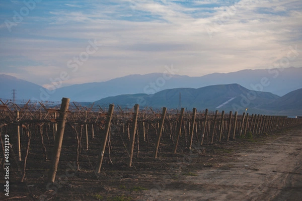 Obraz vineyard in mountains