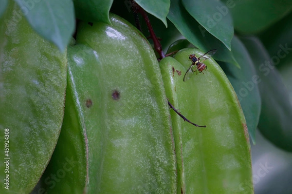 Obraz fly on a star fruit