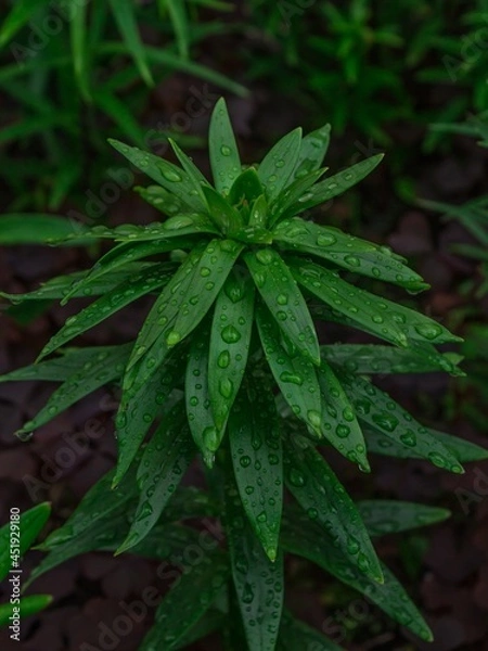 Obraz leaves with dew drops