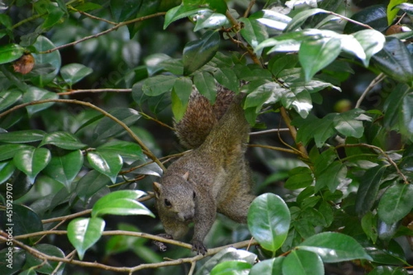 Fototapeta 森のリス