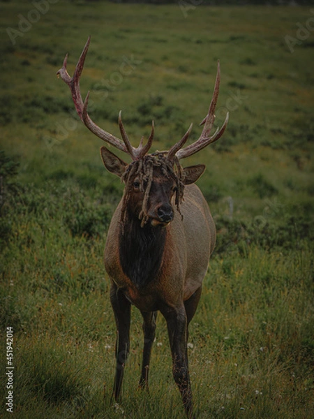 Obraz deer stag