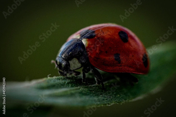 Obraz ladybug on a leaf