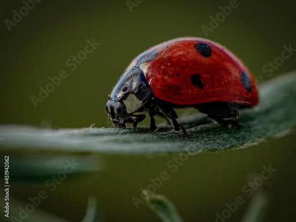 Obraz ladybird on a leaf