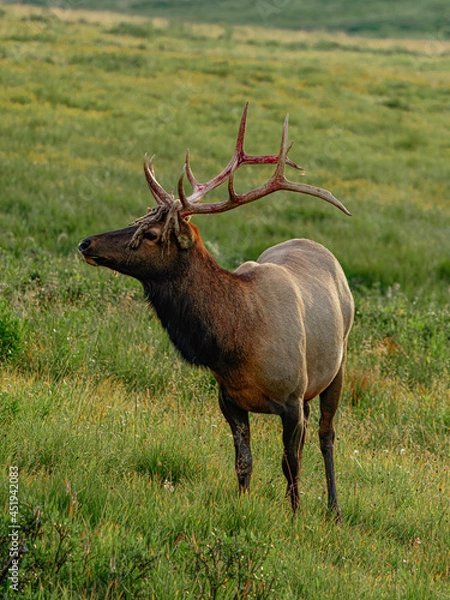 Obraz deer in the woods