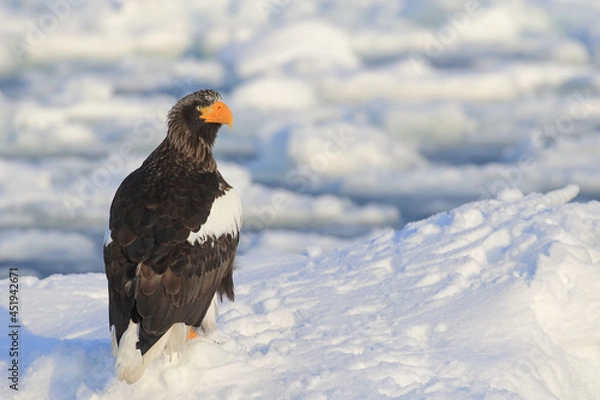 Obraz 知床半島の流氷とオオワシ（北海道羅臼沖）