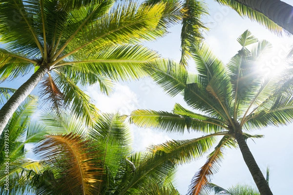 Obraz Beautiful Palm trees against blue sky.Amazing Coconut palm trees on beach background.Pattern trees on sunset silhouette.Copy space texture.