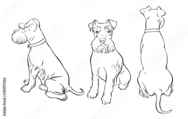 Fototapeta Miniature Schnauzer. Drawing of a dog on a white background in different angles.