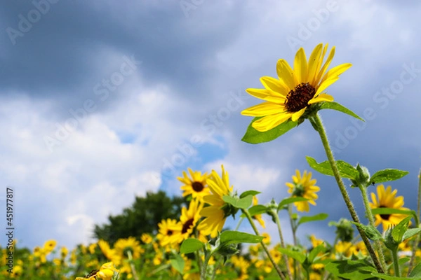 Fototapeta ひまわり 向日葵 ヒマワリ 夏 黄色 鮮やか かわいい 綺麗 夏の風景 グリーン 明るい さわやか