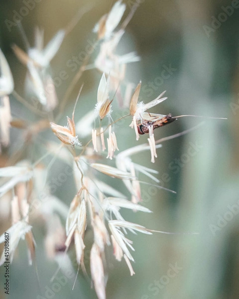 Fototapeta macro shot of a flower in Paris during summer