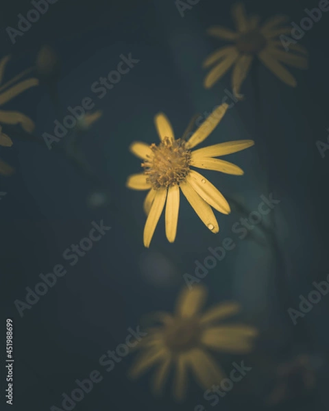 Fototapeta macro shot of a flower in Paris during summer