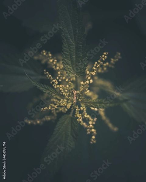 Fototapeta macro shot of a flower in Paris during summer