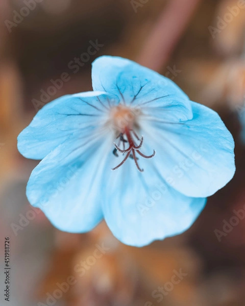 Fototapeta macro shot of a flower in Paris during summer
