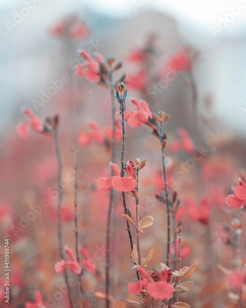 Fototapeta macro shot of a flower in Paris during summer