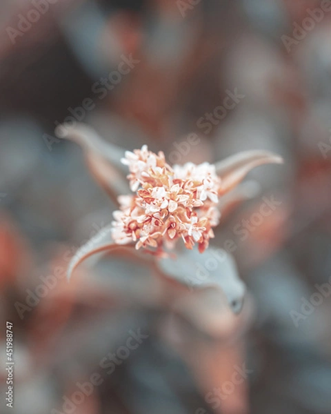 Fototapeta macro shot of a flower in Paris during summer