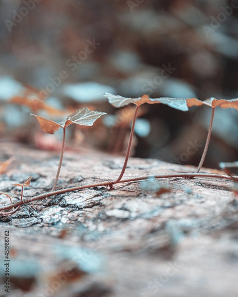 Fototapeta macro shot of a flower in Paris during summer