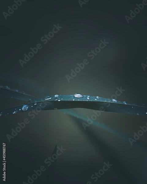 Fototapeta macro shot of a flower in Paris during summer