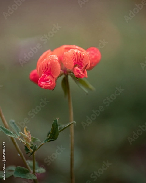 Fototapeta macro shot of a flower in Paris during summer