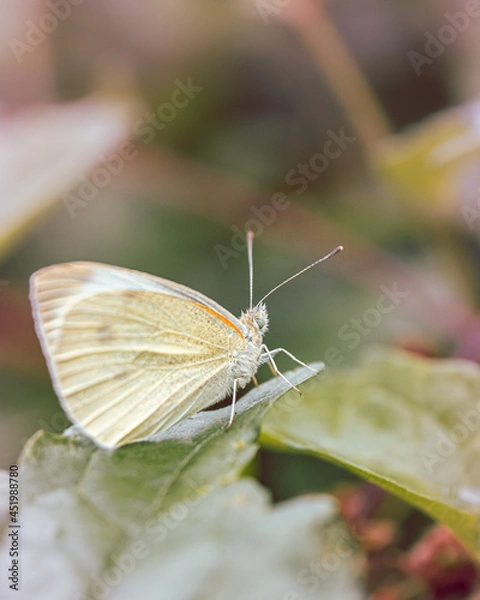 Fototapeta macro shot of a flower in Paris during summer