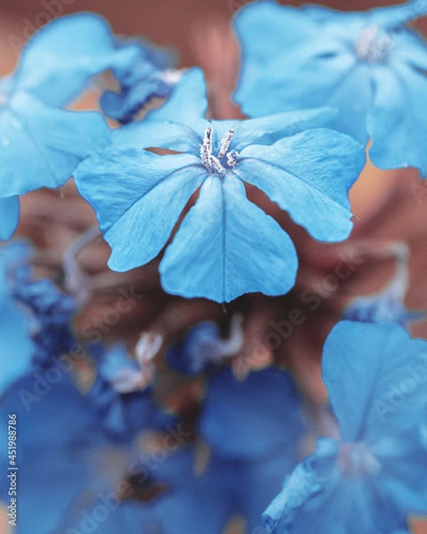 Fototapeta macro shot of a flower in Paris during summer