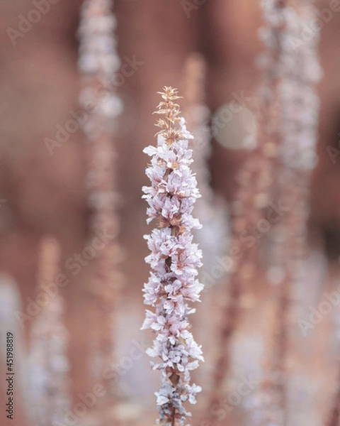Fototapeta macro shot of a flower in Paris during summer