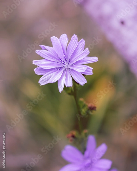 Fototapeta macro shot of a flower in Paris during summer