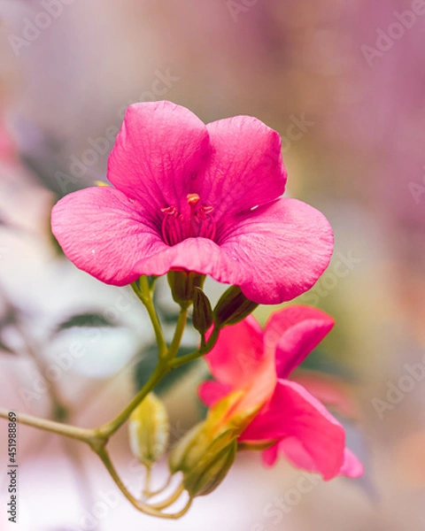 Fototapeta macro shot of a flower in Paris during summer