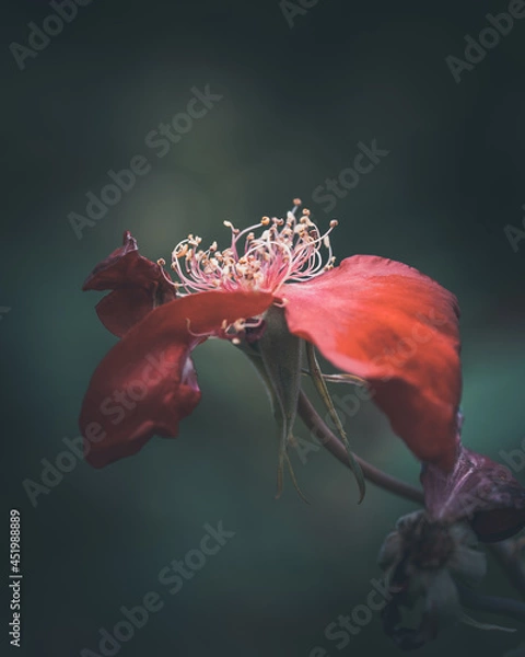 Fototapeta macro shot of a flower in Paris during summer