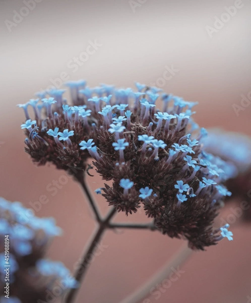Fototapeta macro shot of a flower in Paris during summer