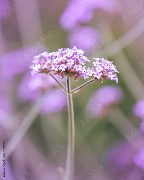 Fototapeta macro shot of a flower in Paris during summer