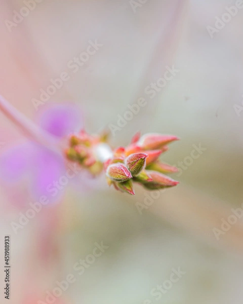 Fototapeta macro shot of a flower in Paris during summer