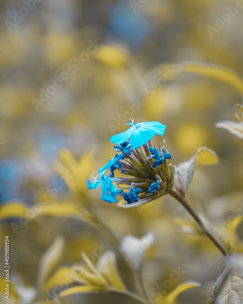 Fototapeta macro shot of a flower in Paris during summer