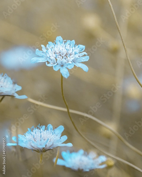 Fototapeta macro shot of a flower in Paris during summer