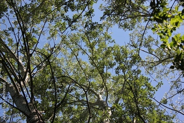 Obraz leaves against blue sky