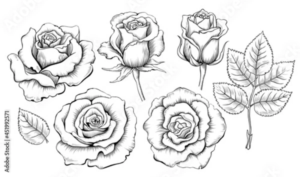 Fototapeta Hand drawing set of roses. Engraving elements of rose flowers. Vector illustration isolated on the white background