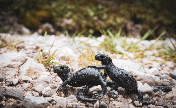 Obraz Bergmolch Paar