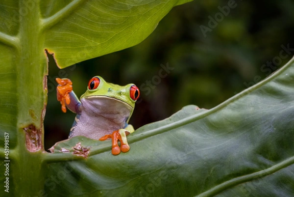 Fototapeta Red Eye tree frog slowly moving across the tree branch